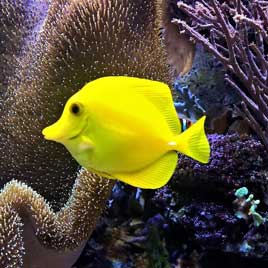 Аквариумы под заказ. Террариумы под заказю Крышки для аквариумов.