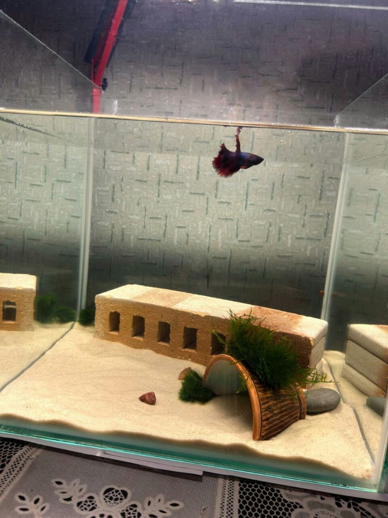 Аквариум 50х30х40 см, стекло 4мм Аквариум 50х30х40 см, стекло 4мм